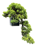 Cascade Juniper #B1021